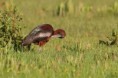 /album/fotogalerie-spanelsko/ibis3-jpg/